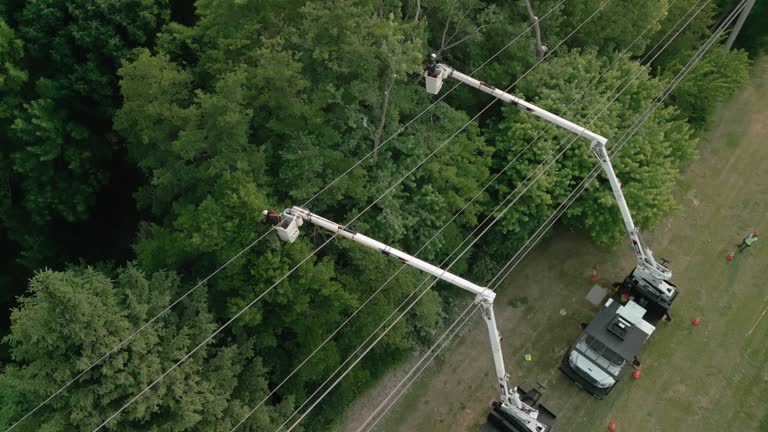 Best Hedge Trimming  in Ridgebury, CT