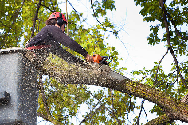 Best Leaf Removal  in Ridgebury, CT